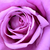 Vijolična - Vrtnica čajevka - Eminence